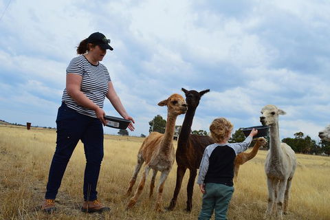 Alpaca Farm Tours With Toffeemont - Accommodation Cooktown 4