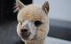 Alpaca Farm Tours With Toffeemont - thumb 0
