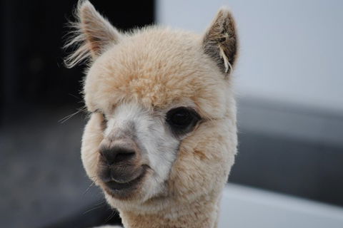 Alpaca Farm Tours With Toffeemont - Accommodation Cooktown 0