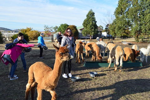 Alpaca Farm Tours With Toffeemont - Accommodation Cooktown 5