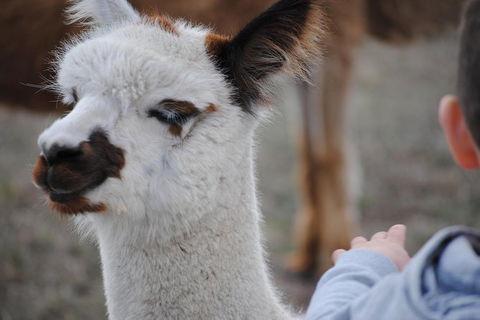 Alpaca Farm Tours With Toffeemont - Accommodation Cooktown 1