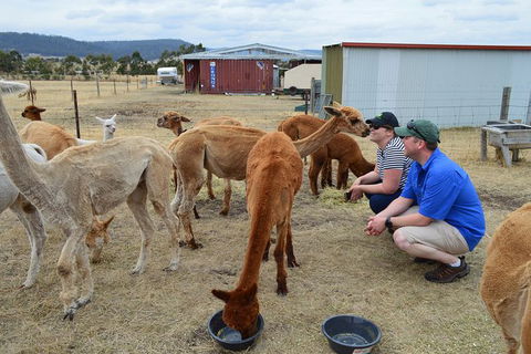 Alpaca Farm Tours With Toffeemont - Accommodation Cooktown 3