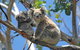 Cruise Ship Shore Excursion - Private Great Ocean Road Express Tour (9 Hour) - thumb 2