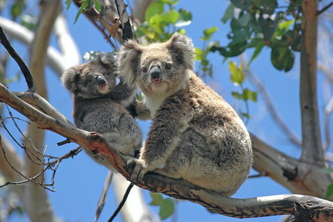 Cruise Ship Shore Excursion - Private Great Ocean Road Express Tour (9 Hour) - Accommodation Cooktown 2