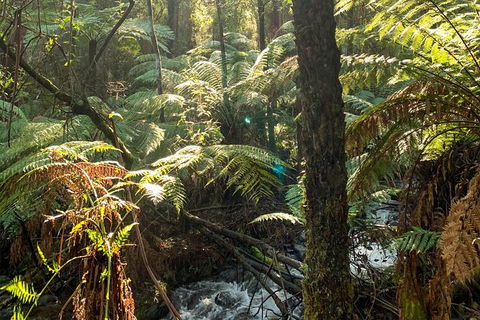 Hiking Tour To Aqueduct And Warburton Valley Lookout - Accommodation Cooktown 3