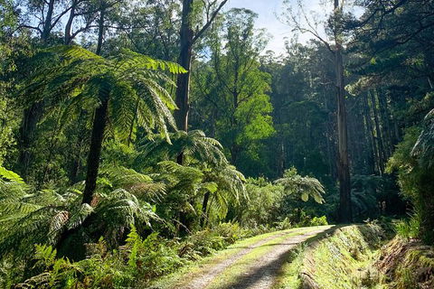 Hiking Tour To Aqueduct And Warburton Valley Lookout - Accommodation Cooktown 1