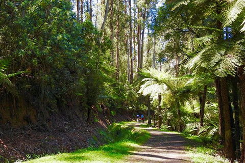 Half-Day Biking Activity From Aqueduct To California Redwoods - Accommodation Cooktown 2