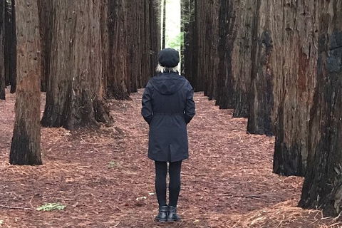 Half-Day Biking Activity From Aqueduct To California Redwoods - Accommodation Cooktown 0