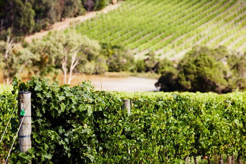 Mornington Peninsula 2-6 Guests With Lunch And Art Walk At Pt Leo Estate - Accommodation Cooktown 5