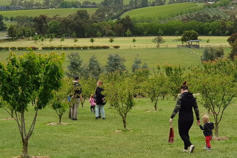 Day Tour Of Yarra Valley Puffing Billy And Rayners Orchard - Accommodation Cooktown 36