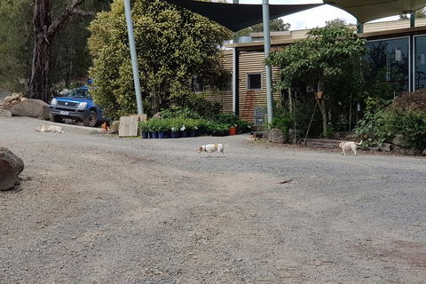 Day Tour Of Yarra Valley Puffing Billy And Rayners Orchard - Accommodation Cooktown 26