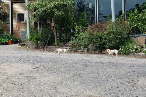 Day Tour Of Yarra Valley Puffing Billy And Rayners Orchard - Accommodation Cooktown 21