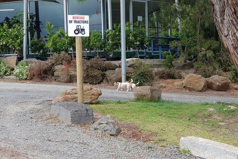 Day Tour Of Yarra Valley Puffing Billy And Rayners Orchard - Accommodation Cooktown 2