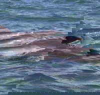 Cruise  a Winery or Brewery scenic tour - Accommodation Cooktown