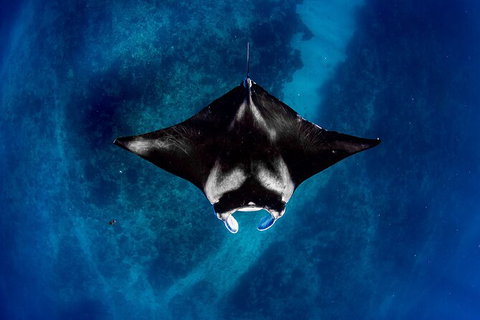 Life On Ningaloo Swimming Tour In Exmouth - Accommodation Cooktown 3