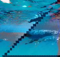 Life on Ningaloo Swimming Tour in Exmouth - Accommodation Cooktown