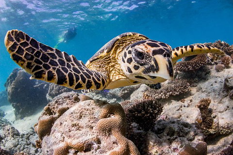 Life On Ningaloo Swimming Tour In Exmouth - Accommodation Cooktown 1