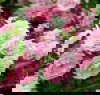 Botanical gardens winery and scenic full day tour - Accommodation Cooktown