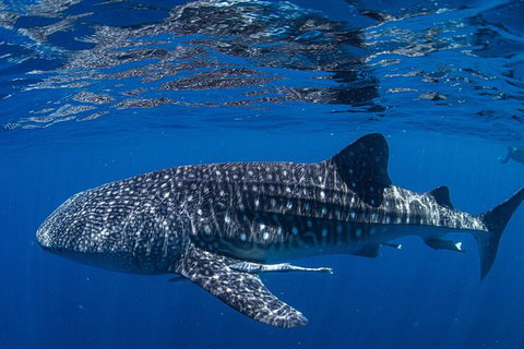 Full-Day Whale Sharks Swimming Experience On Ningaloo Reef - Accommodation Cooktown 10