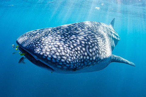 Full-Day Whale Sharks Swimming Experience On Ningaloo Reef - Accommodation Cooktown 9