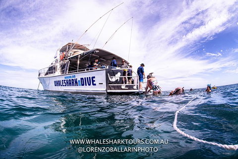 Full-Day Whale Sharks Swimming Experience On Ningaloo Reef - Accommodation Cooktown 13