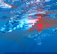 Full-Day Whale Sharks Swimming Experience on Ningaloo Reef - Accommodation Cooktown