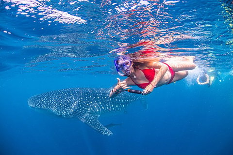 Full-Day Whale Sharks Swimming Experience On Ningaloo Reef - Accommodation Cooktown 0