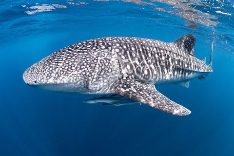 Full-Day Whale Sharks Swimming Experience On Ningaloo Reef - Accommodation Cooktown 14