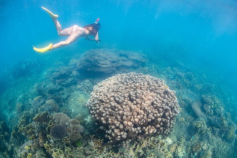 Full-Day Whale Sharks Swimming Experience On Ningaloo Reef - Accommodation Cooktown 6