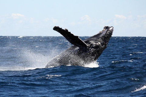Full-Day Whale Sharks Swimming Experience On Ningaloo Reef - Accommodation Cooktown 8