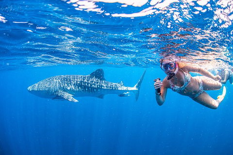 Full-Day Whale Sharks Swimming Experience On Ningaloo Reef - Accommodation Cooktown 17