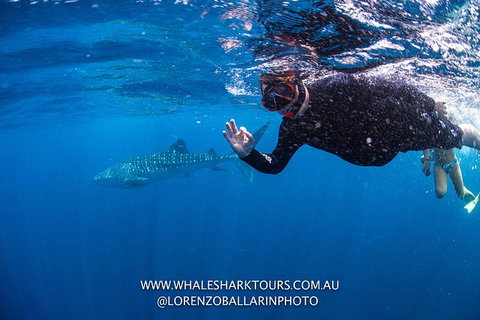 Full-Day Whale Sharks Swimming Experience On Ningaloo Reef - Accommodation Cooktown 2