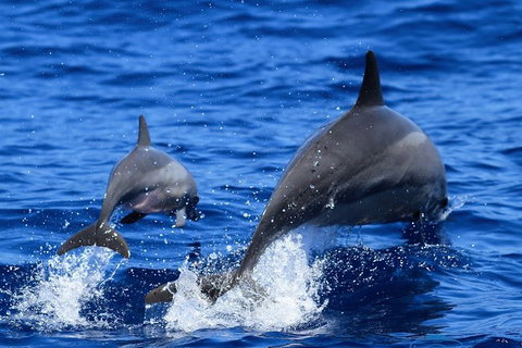 Full-Day Whale Sharks Swimming Experience On Ningaloo Reef - Accommodation Cooktown 3