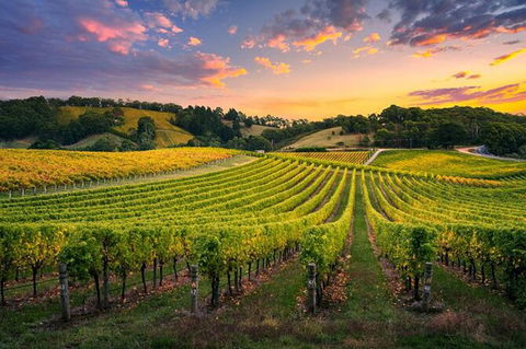 Swan Valley Sunset Wine Tour - Premium Small Group Tour - Accommodation Cooktown 0