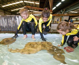 Australian Shark And Ray Centre - Accommodation Cooktown 0