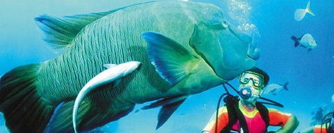 Aristocat Snorkel And Scuba Port Douglas - Accommodation Cooktown 0