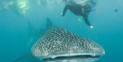 Aristocat Snorkel And Scuba Port Douglas - Accommodation Cooktown 1