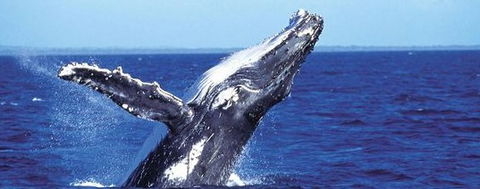 Aristocat Snorkel And Scuba Port Douglas - Accommodation Cooktown 2