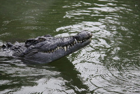 Daintree River Cruise Centre - Accommodation Cooktown 1