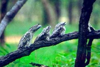 Groganville ACT Accommodation Cooktown