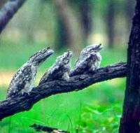 Undara Experience - Accommodation Cooktown