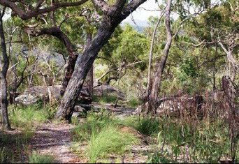 Cooktown Aboriginal Art Tours - Accommodation Cooktown 2