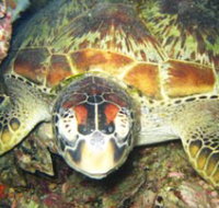 Adrenalin Snorkel and Dive - Accommodation Cooktown