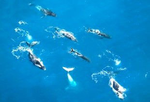 Air Whitsunday Seaplanes - Accommodation Cooktown 2