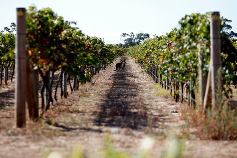 Evans & Tate - Accommodation Cooktown 2