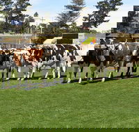 Brighton Show - Accommodation Cooktown