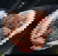 Feast and Forage - Craig's Royal Hotel - Accommodation Cooktown