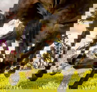 Night Markets and Race Day - Accommodation Cooktown