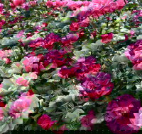 2020 Woolmers Estate Festival of Roses