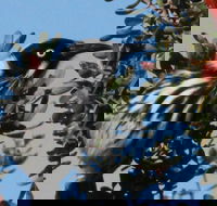 Esperance Wildflower Festival - Accommodation Cooktown